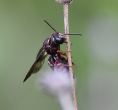 Triepeolus rufithorax