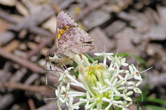 Trapezites phigalioides
