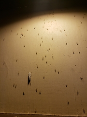 Hypercompe permaculata