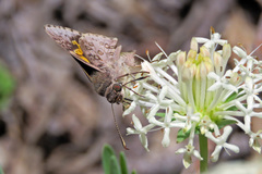 Trapezites phigalioides