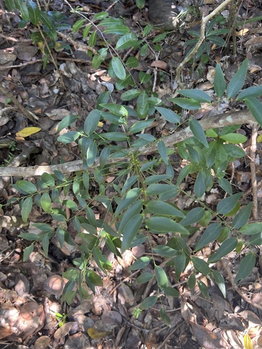 Phyllanthus serpentinus observed 2025-02-18
