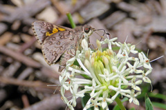 Trapezites phigalioides