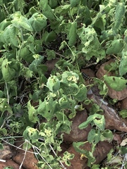 Allowissadula holosericea