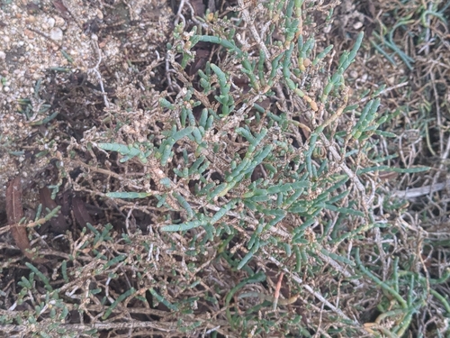iNaturalist observation photo of Pacific Glasswort