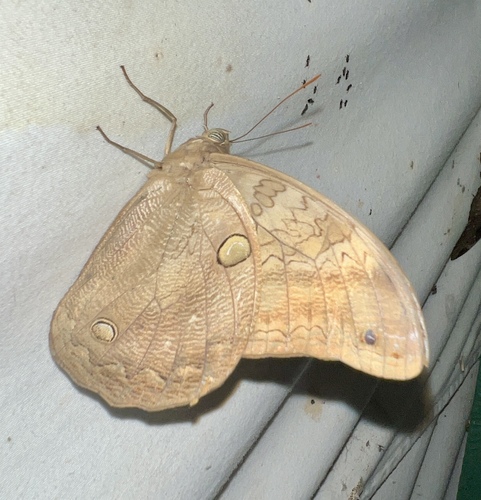 Selenophanes josephus