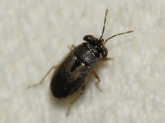 Geocoris punctipes