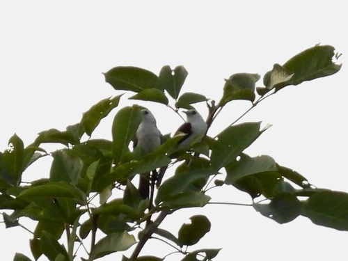 White-headed Wren (Campylorhynchus albobrunneus), photo 10
