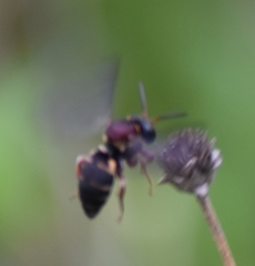 Triepeolus rufithorax