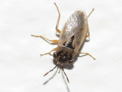 Geocoris pallens
