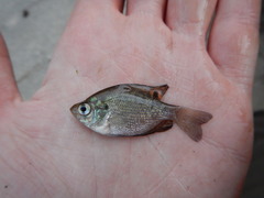 Centrarchus macropterus