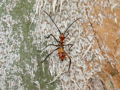 Leptoglossus occidentalis