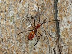 Leptoglossus occidentalis