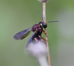 Triepeolus rufithorax