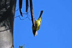 Falcunculus frontatus