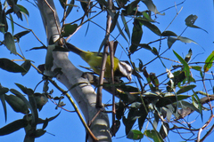 Falcunculus frontatus