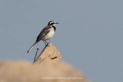 Mekong Wagtail photo 3