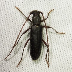 Stenelaphus alienus