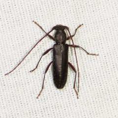 Stenelaphus alienus