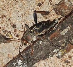 Neoclytus mucronatus