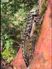 Abronia oaxacae