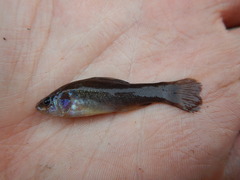 Aphredoderus sayanus