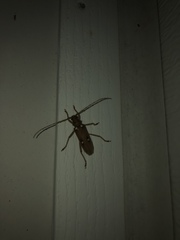 Eburia quadrigeminata