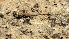 Uta stansburiana uniformis