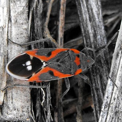 Lygaeus kalmii kalmii
