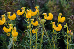 Calceolaria hypericina, photograph (c) Gabriela Cartes, some rights reserved (CC BY)