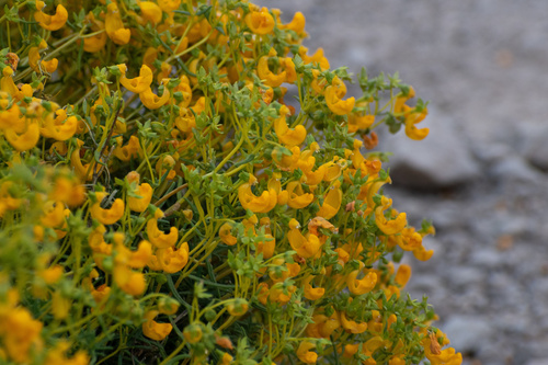 Calceolaria hypericina, photograph 5