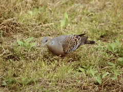 Streptopelia orientalis