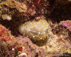 Halgerda terramtuentis