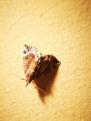 Hypena abalienalis