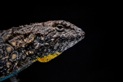 Tropical tree lizard
