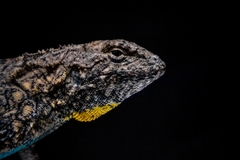 Tropical Tree Lizard photo 2