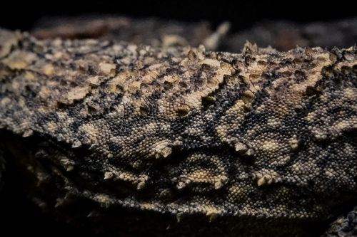 Tropical tree lizard