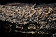 Tropical Tree Lizard photo 4