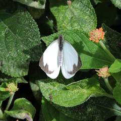 Leptophobia