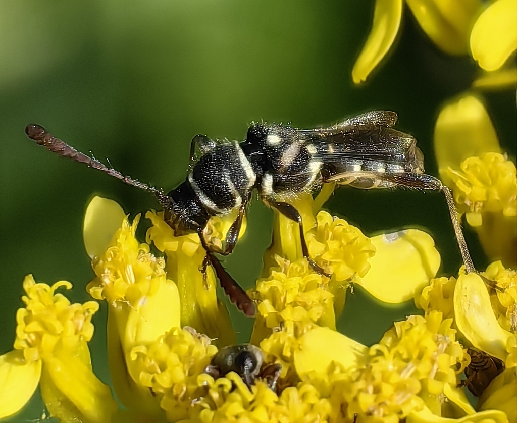 Tomopterus exilis from México on February 17, 2025 at 01:04 PM by ...