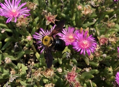 Xylocopa appendiculata