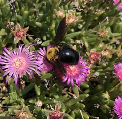 Xylocopa appendiculata