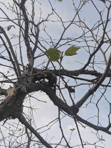 iNaturalist observation photo of western sycamore