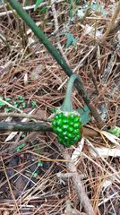 Arisaema formosanum