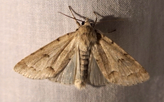 Acronicta innotata