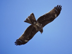 Milvus migrans lineatus