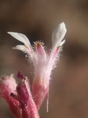 Heuchera caespitosa