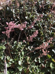 Heuchera caespitosa