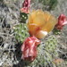 Brittle Pricklypear - Photo (c) Nolan Exe, some rights reserved (CC BY), uploaded by Nolan Exe