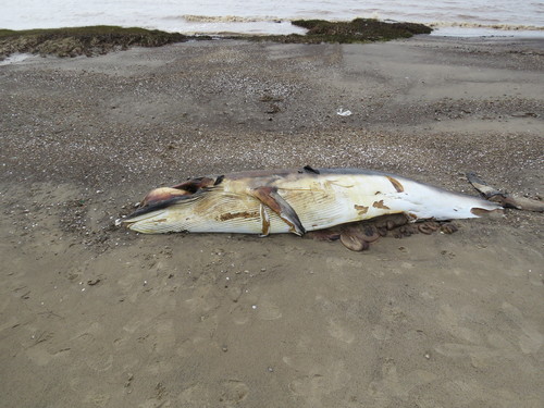 Balaenoptera bonaerensis
