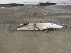 Balaenoptera bonaerensis